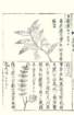 photo78_small.jpg