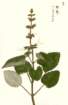 photo51_small.jpg