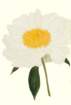 photo78_small.jpg