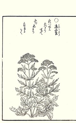photo96.jpg