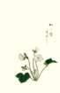 photo17_small.jpg
