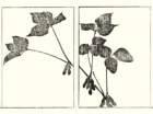 photo35_small.jpg