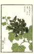 photo54_small.jpg