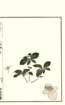 photo40_small.jpg