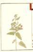 photo50_small.jpg